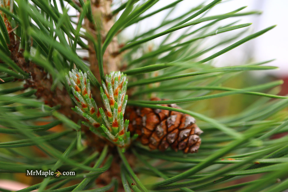 Pinus mugo 'Tannenbaum’ Mugo Pine Tree