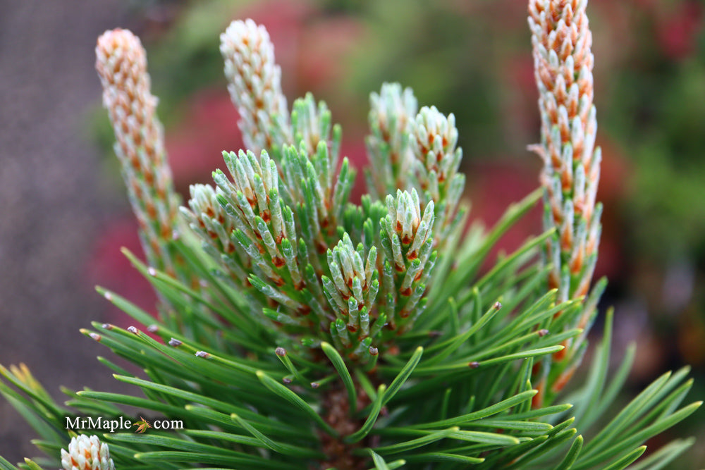 Pinus mugo 'Tannenbaum’ Mugo Pine Tree