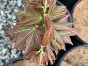 - Acer palmatum 'Koi' Dwarf Japanese Maple - Mr Maple │ Buy Japanese Maple Trees