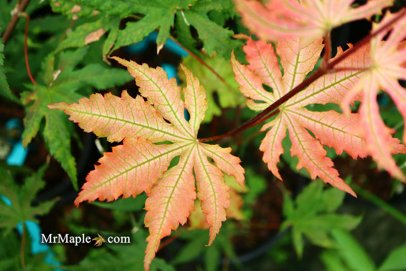- Acer palmatum 'Nebula' Variegated Japanese Maple - Mr Maple │ Buy Japanese Maple Trees