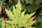 - Acer palmatum 'Nebula' Variegated Japanese Maple - Mr Maple │ Buy Japanese Maple Trees