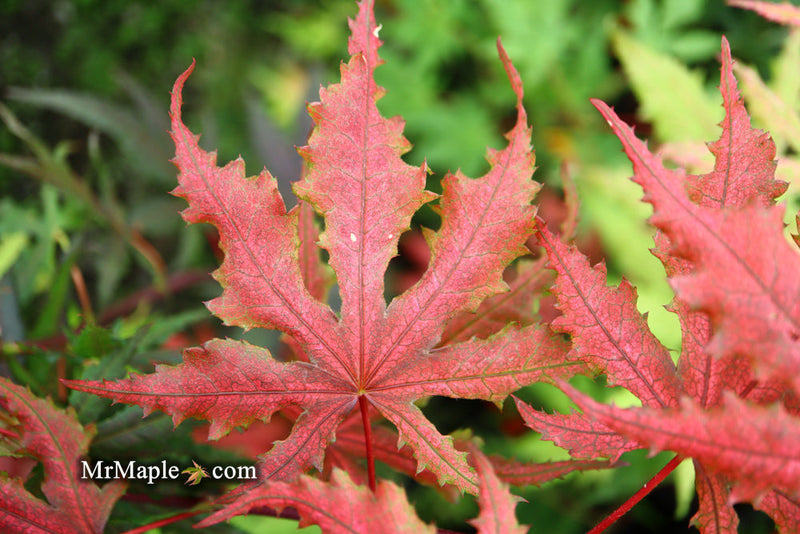 - FOR PICKUP ONLY | Acer palmatum 'Purple Ghost' Japanese Maple | DOES NOT SHIP - Mr Maple │ Buy Japanese Maple Trees