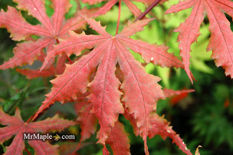 - Acer palmatum 'Purple Ghost' Japanese Maple - Mr Maple │ Buy Japanese Maple Trees