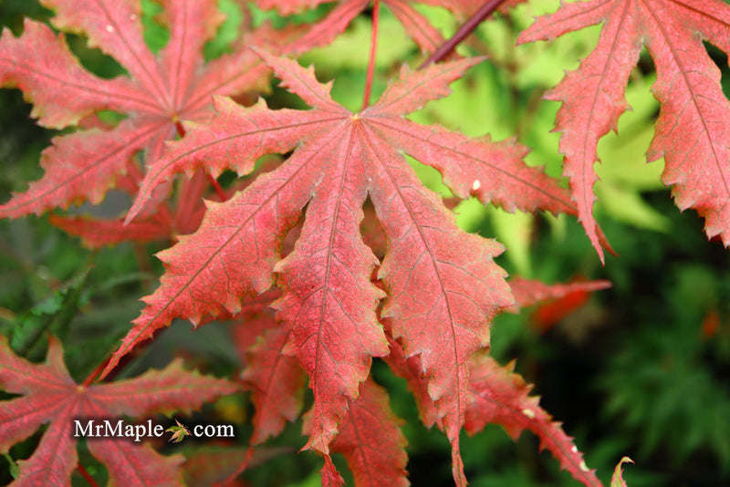 - FOR PICKUP ONLY | Acer palmatum 'Purple Ghost' Japanese Maple | DOES NOT SHIP - Mr Maple │ Buy Japanese Maple Trees