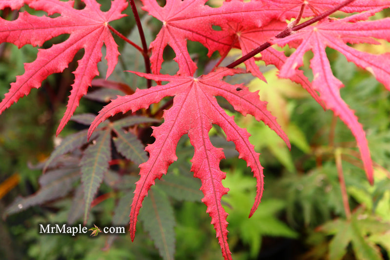 - Acer palmatum 'Purple Ghost' Japanese Maple - Mr Maple │ Buy Japanese Maple Trees