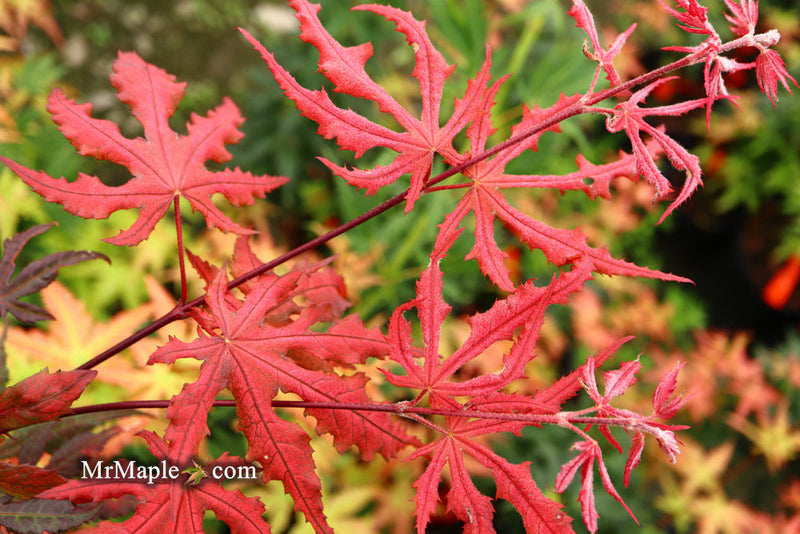 - FOR PICKUP ONLY | Acer palmatum 'Purple Ghost' Japanese Maple | DOES NOT SHIP - Mr Maple │ Buy Japanese Maple Trees