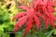- Acer palmatum 'Purple Ghost' Japanese Maple - Mr Maple │ Buy Japanese Maple Trees