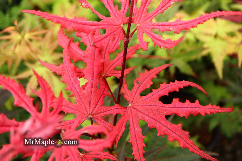 - FOR PICKUP ONLY | Acer palmatum 'Purple Ghost' Japanese Maple | DOES NOT SHIP - Mr Maple │ Buy Japanese Maple Trees