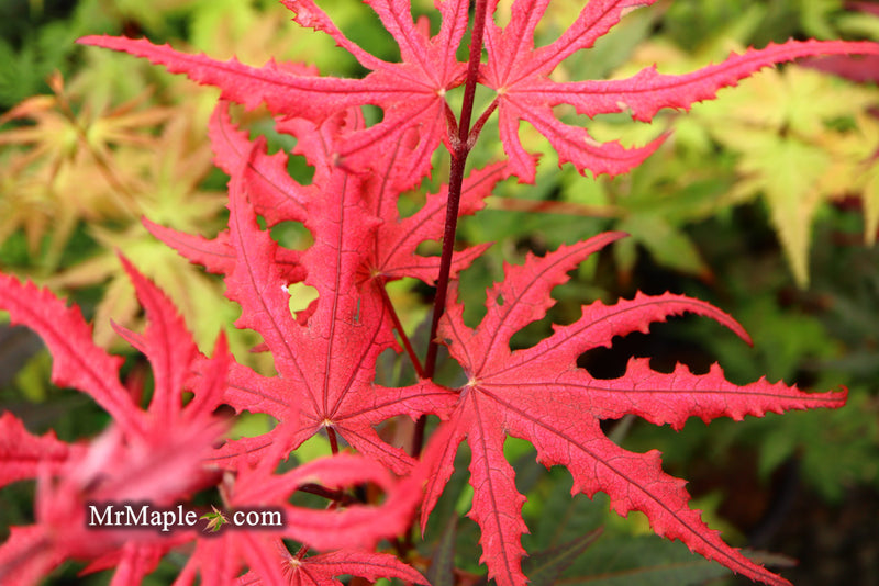 - Acer palmatum 'Purple Ghost' Japanese Maple - Mr Maple │ Buy Japanese Maple Trees