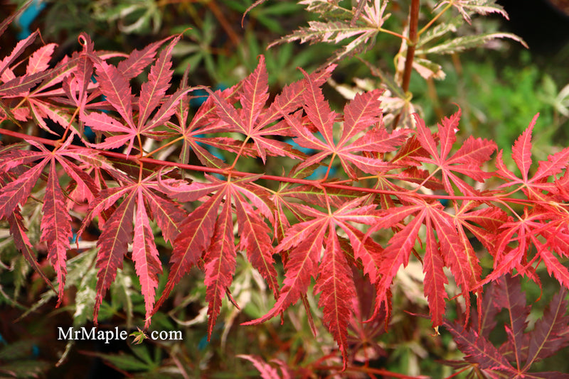 - Acer palmatum 'Lileeanne's Jewel' Japanese Maple - Mr Maple │ Buy Japanese Maple Trees
