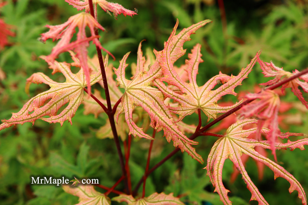 Buy Acer palmatum 'Strawberry Spring' Reticulated Japanese