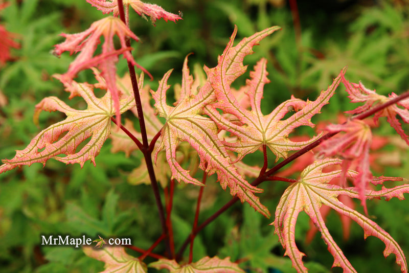 - Acer palmatum 'Strawberry Spring' Reticulated Japanese Maple - Mr Maple │ Buy Japanese Maple Trees