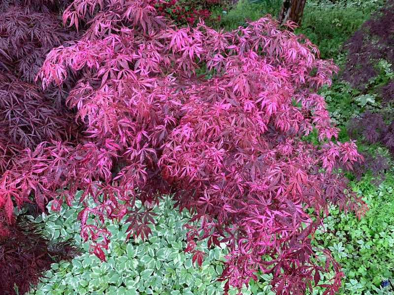 - Acer palmatum 'Lileeanne's Jewel' Japanese Maple - Mr Maple │ Buy Japanese Maple Trees
