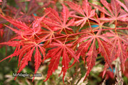 - Acer palmatum 'Lileeanne's Jewel' Japanese Maple - Mr Maple │ Buy Japanese Maple Trees