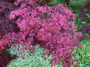 - FOR PICKUP ONLY | Acer palmatum 'Lileeanne's Jewel' Japanese Maple | DOES NOT SHIP - Mr Maple │ Buy Japanese Maple Trees
