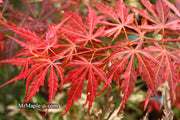 - FOR PICKUP ONLY | Acer palmatum 'Lileeanne's Jewel' Japanese Maple | DOES NOT SHIP - Mr Maple │ Buy Japanese Maple Trees