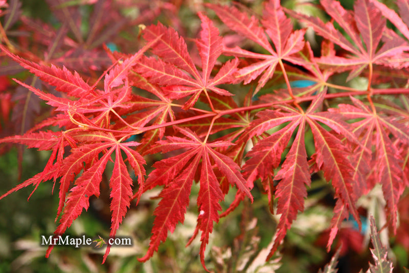 - FOR PICKUP ONLY | Acer palmatum 'Lileeanne's Jewel' Japanese Maple | DOES NOT SHIP - Mr Maple │ Buy Japanese Maple Trees