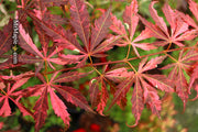 - Acer palmatum 'Lileeanne's Jewel' Japanese Maple - Mr Maple │ Buy Japanese Maple Trees