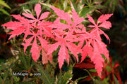 - Acer palmatum 'Lileeanne's Jewel' Japanese Maple - Mr Maple │ Buy Japanese Maple Trees