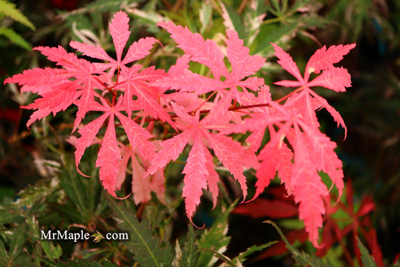 - Acer palmatum 'Lileeanne's Jewel' Japanese Maple - Mr Maple │ Buy Japanese Maple Trees