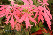 - Acer palmatum 'Lileeanne's Jewel' Japanese Maple - Mr Maple │ Buy Japanese Maple Trees