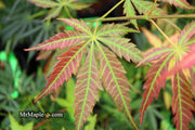 - Acer shirasawanum 'Bronze Age' Bronze Full Moon Japanese Maple - Mr Maple │ Buy Japanese Maple Trees