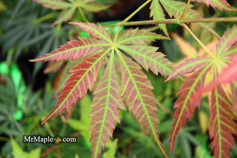 - Acer shirasawanum 'Bronze Age' Bronze Full Moon Japanese Maple - Mr Maple │ Buy Japanese Maple Trees