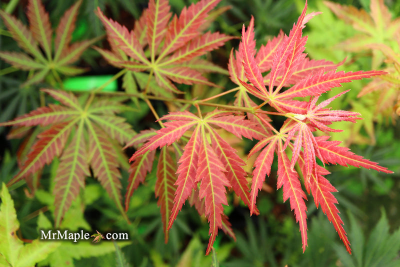 - Acer shirasawanum 'Bronze Age' Bronze Full Moon Japanese Maple - Mr Maple │ Buy Japanese Maple Trees