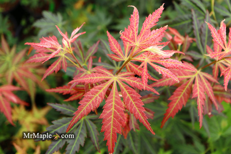 - Acer shirasawanum 'Bronze Age' Bronze Full Moon Japanese Maple - Mr Maple │ Buy Japanese Maple Trees