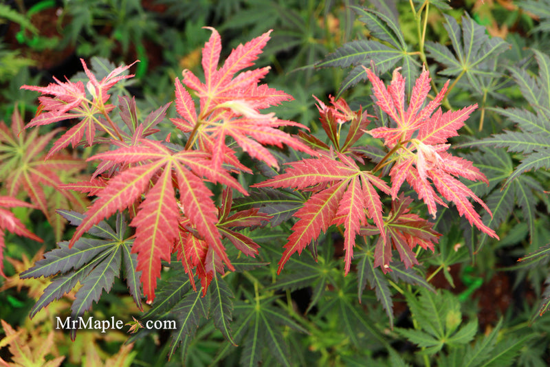 - Acer shirasawanum 'Bronze Age' Bronze Full Moon Japanese Maple - Mr Maple │ Buy Japanese Maple Trees