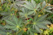 - Acer shirasawanum 'Bronze Age' Bronze Full Moon Japanese Maple - Mr Maple │ Buy Japanese Maple Trees