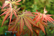 - Acer shirasawanum 'Bronze Age' Bronze Full Moon Japanese Maple - Mr Maple │ Buy Japanese Maple Trees