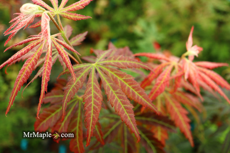 - Acer shirasawanum 'Bronze Age' Bronze Full Moon Japanese Maple - Mr Maple │ Buy Japanese Maple Trees