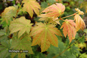 - Acer japonicum 'Taki no gawa' Full Moon Japanese Maple - Mr Maple │ Buy Japanese Maple Trees