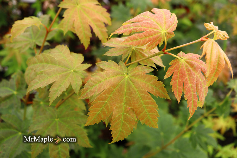 - Acer japonicum 'Taki no gawa' Full Moon Japanese Maple - Mr Maple │ Buy Japanese Maple Trees