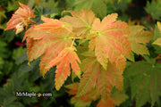 - Acer japonicum 'Taki no gawa' Full Moon Japanese Maple - Mr Maple │ Buy Japanese Maple Trees