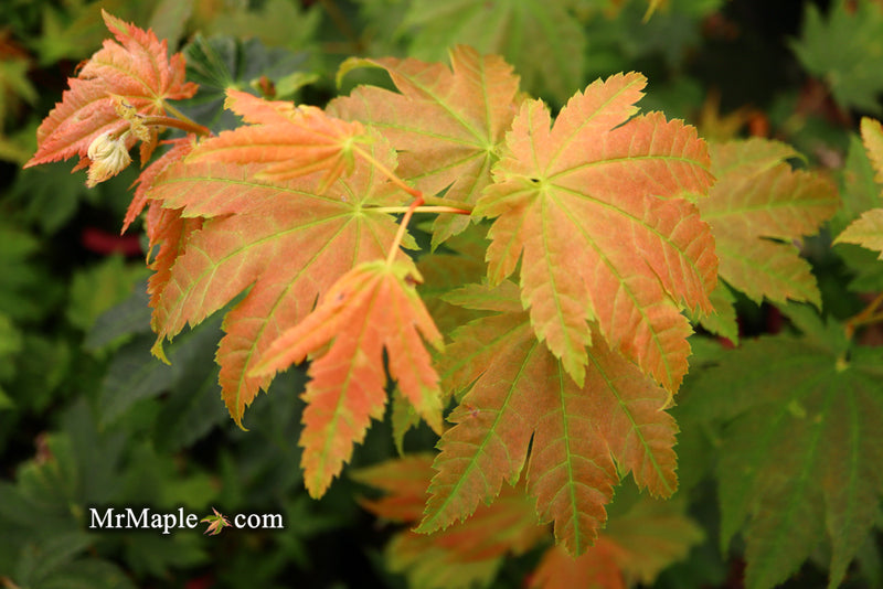 - Acer japonicum 'Taki no gawa' Full Moon Japanese Maple - Mr Maple │ Buy Japanese Maple Trees