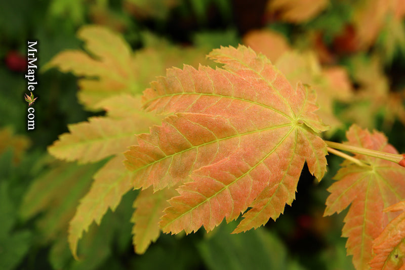 - Acer japonicum 'Taki no gawa' Full Moon Japanese Maple - Mr Maple │ Buy Japanese Maple Trees