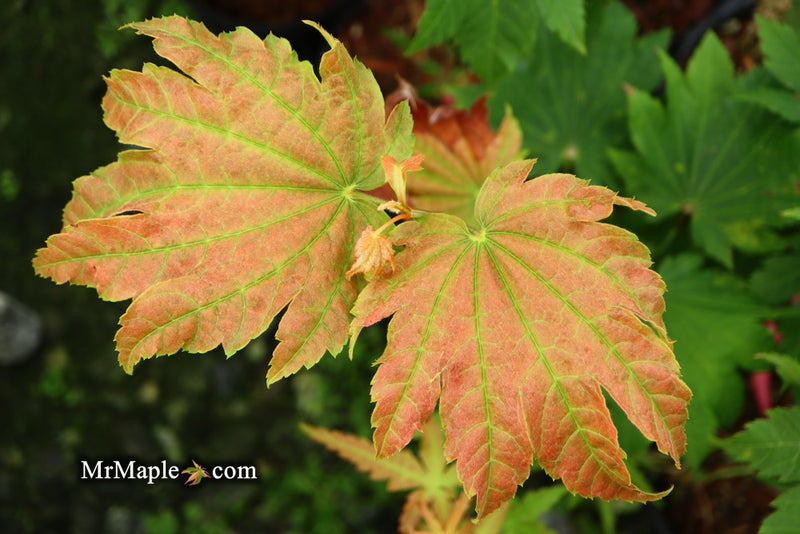 - Acer japonicum 'Taki no gawa' Full Moon Japanese Maple - Mr Maple │ Buy Japanese Maple Trees