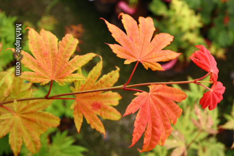 - FOR PICKUP ONLY | Acer shirasawanum Moonrise™ Full Moon Japanese Maple | DOES NOT SHIP - Mr Maple │ Buy Japanese Maple Trees