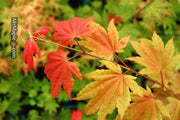 - Acer shirasawanum 'Moonrise™' Full Moon Japanese Maple - Mr Maple │ Buy Japanese Maple Trees