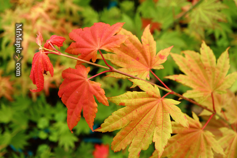 - Acer shirasawanum 'Moonrise™' Full Moon Japanese Maple - Mr Maple │ Buy Japanese Maple Trees