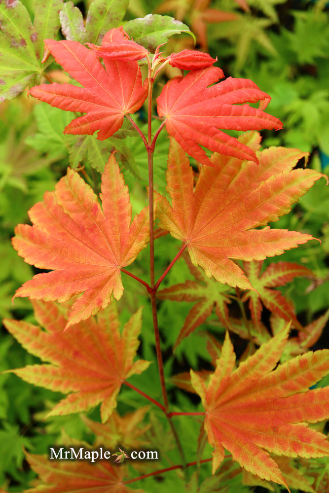 - FOR PICKUP ONLY | Acer shirasawanum Moonrise™ Full Moon Japanese Maple | DOES NOT SHIP - Mr Maple │ Buy Japanese Maple Trees