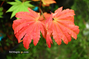 - Acer shirasawanum 'Moonrise™' Full Moon Japanese Maple - Mr Maple │ Buy Japanese Maple Trees