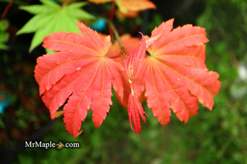 - Acer shirasawanum 'Moonrise™' Full Moon Japanese Maple - Mr Maple │ Buy Japanese Maple Trees