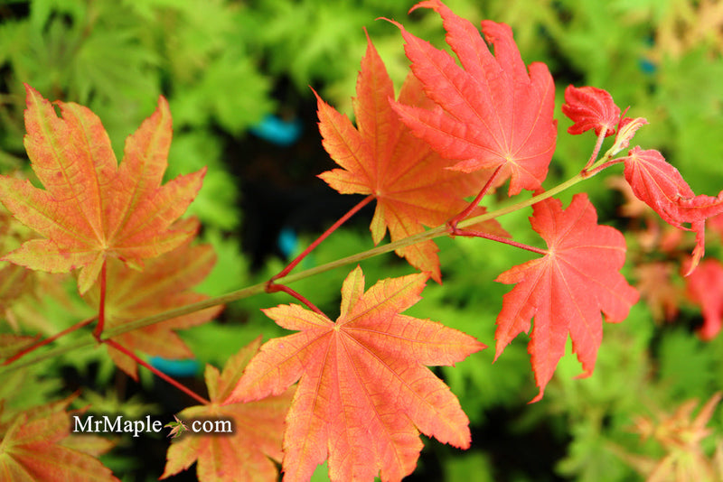 - FOR PICKUP ONLY | Acer shirasawanum Moonrise™ Full Moon Japanese Maple | DOES NOT SHIP - Mr Maple │ Buy Japanese Maple Trees