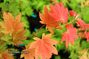 - Acer shirasawanum 'Moonrise™' Full Moon Japanese Maple - Mr Maple │ Buy Japanese Maple Trees