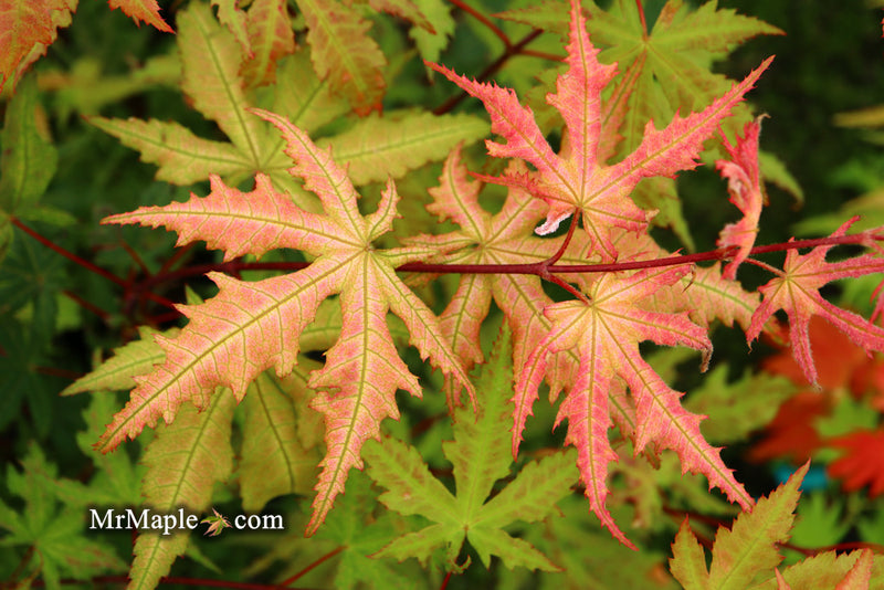 - Acer palmatum 'Amber Ghost' Japanese Maple - Mr Maple │ Buy Japanese Maple Trees