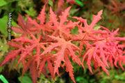 - Acer palmatum 'Celebration' Japanese Maple - Mr Maple │ Buy Japanese Maple Trees