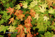 - Acer palmatum 'Dragon Master' Golden Weeping Japanese Maple - Mr Maple │ Buy Japanese Maple Trees
